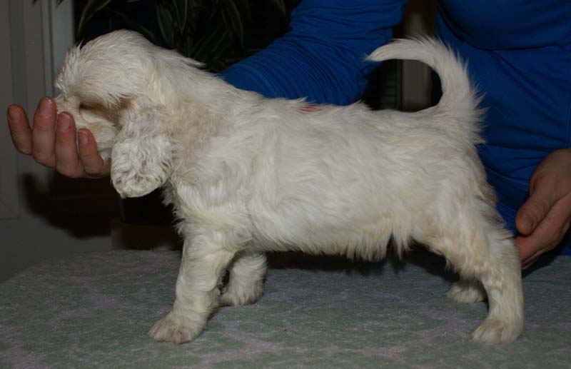 Bumbaa's_litter_6weeks_Boy_Pink_3