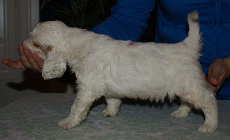 Bumbaa's_litter_6weeks_Boy_Pink_4