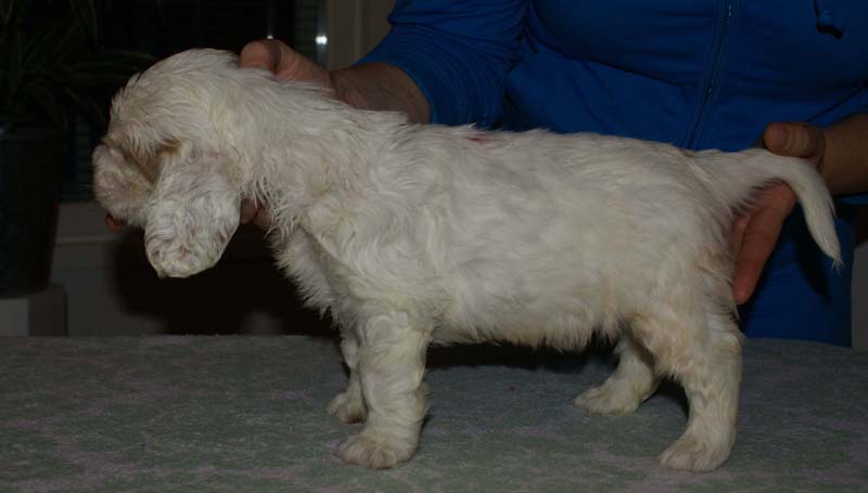 Bumbaa's_litter_6weeks_Boy_Pink_5