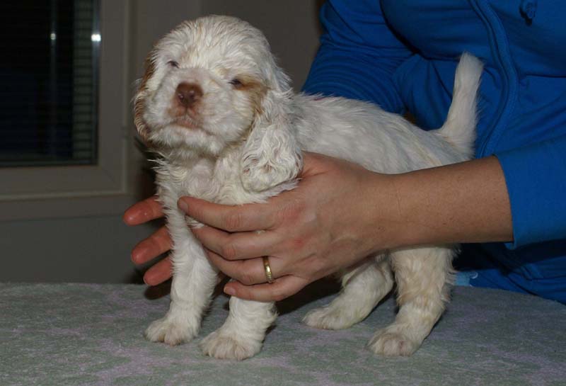 Bumbaa's_litter_6weeks_Boy_Pink_6