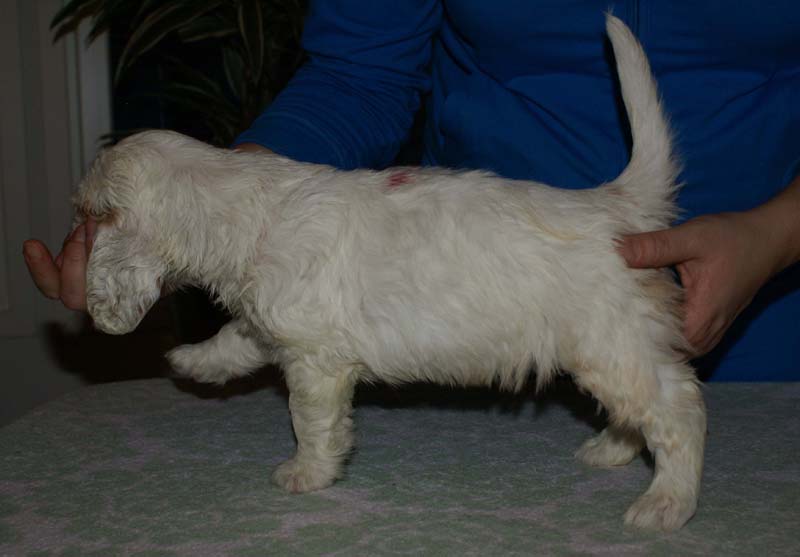 Bumbaa's_litter_6weeks_Boy_Pink_7