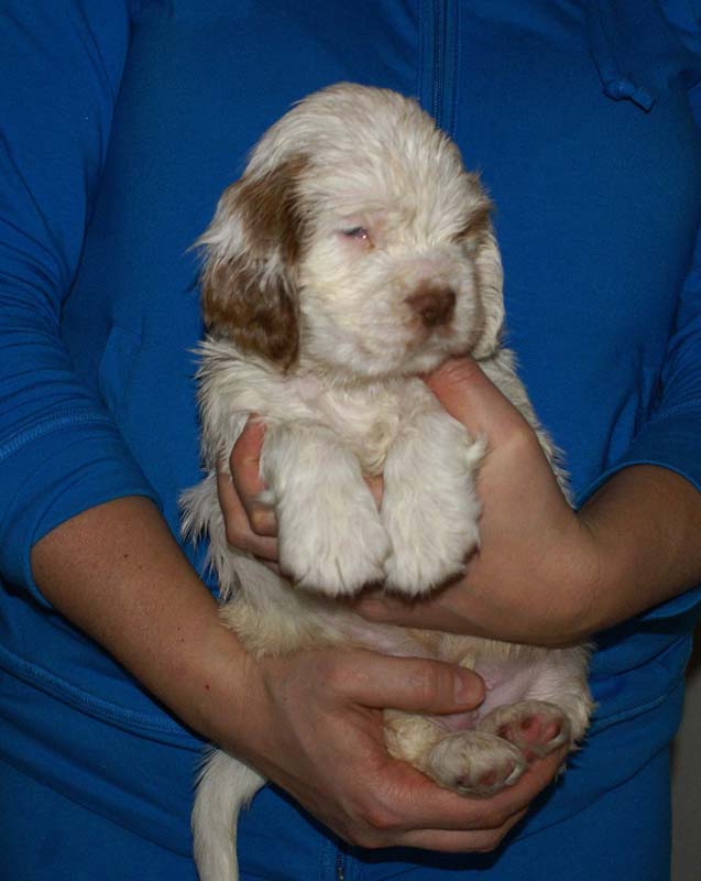 Bumbaa's_litter_6weeks_Boy_Pink_8