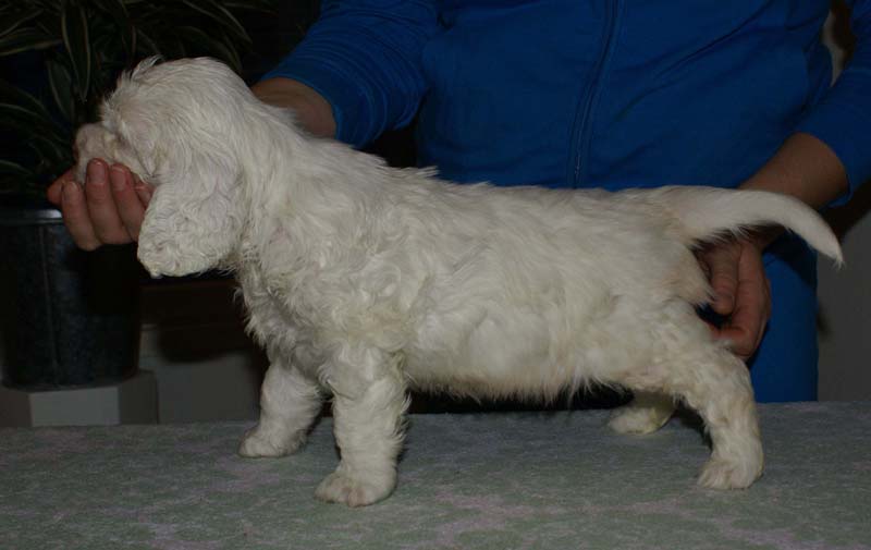 Bumbaa's_litter_6weeks_Boy_Yellow_2