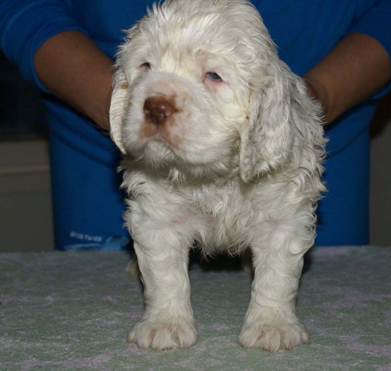 Bumbaa's_litter_6weeks_Boy_Yellow_3