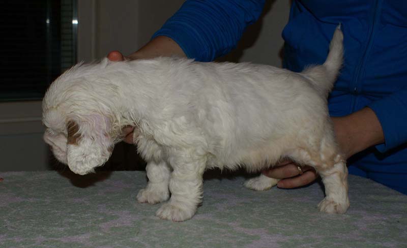 Bumbaa's_litter_6weeks_Girl_2