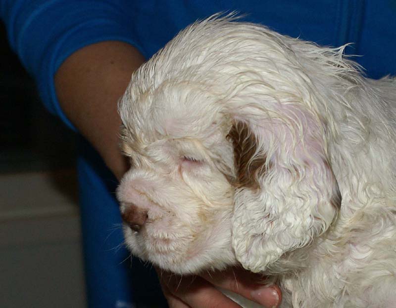 Bumbaa's_litter_6weeks_Girl_4