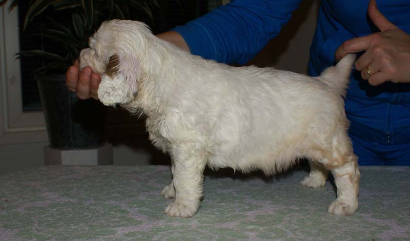 Bumbaa's_litter_6weeks_Girl_5