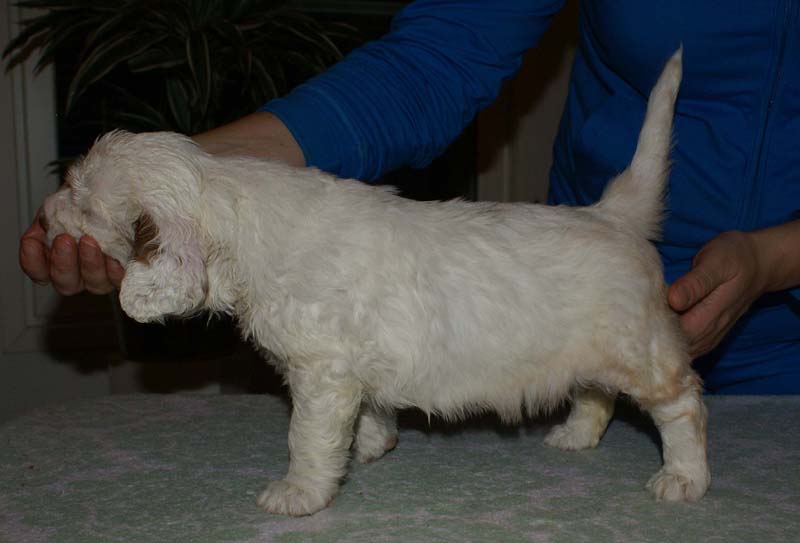 Bumbaa's_litter_6weeks_Girl_7