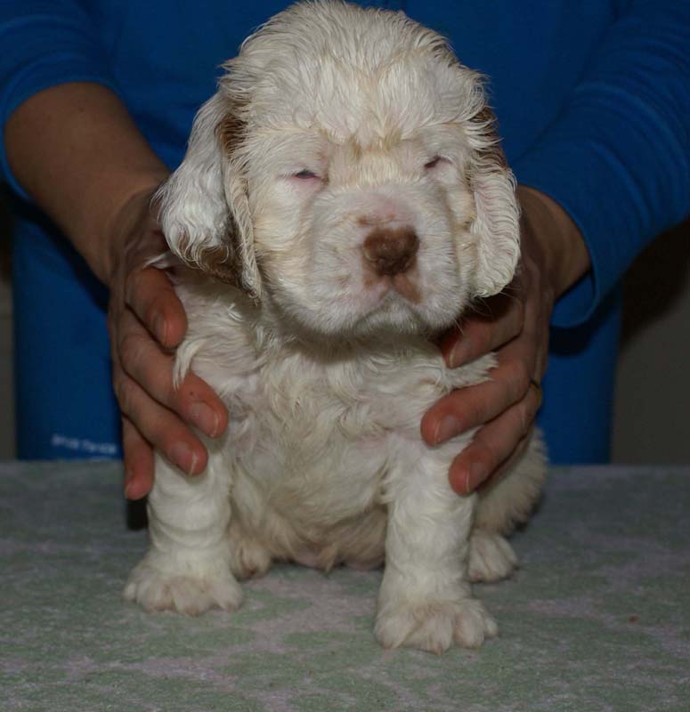 Bumbaa's_litter_6weeks_Girl_8