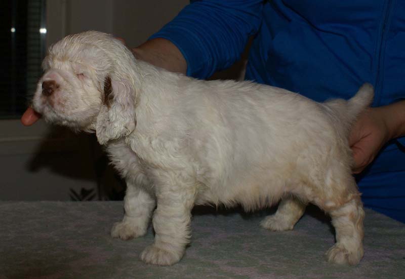 Bumbaa's_litter_6weeks_Girl_9