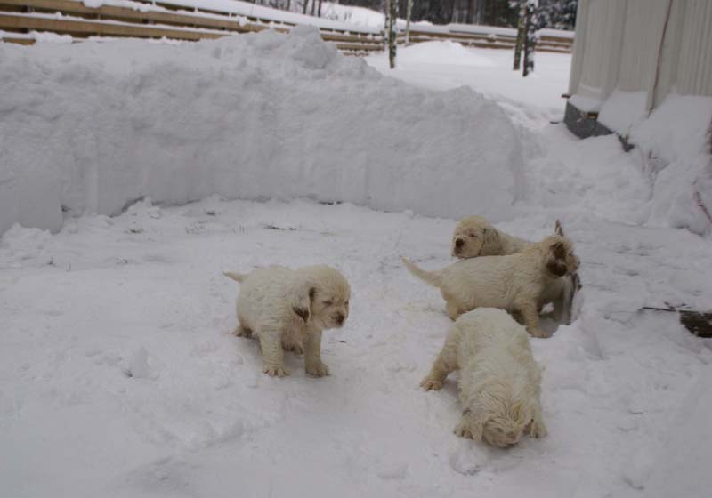a_Bumbaas_pups_6weeks_a