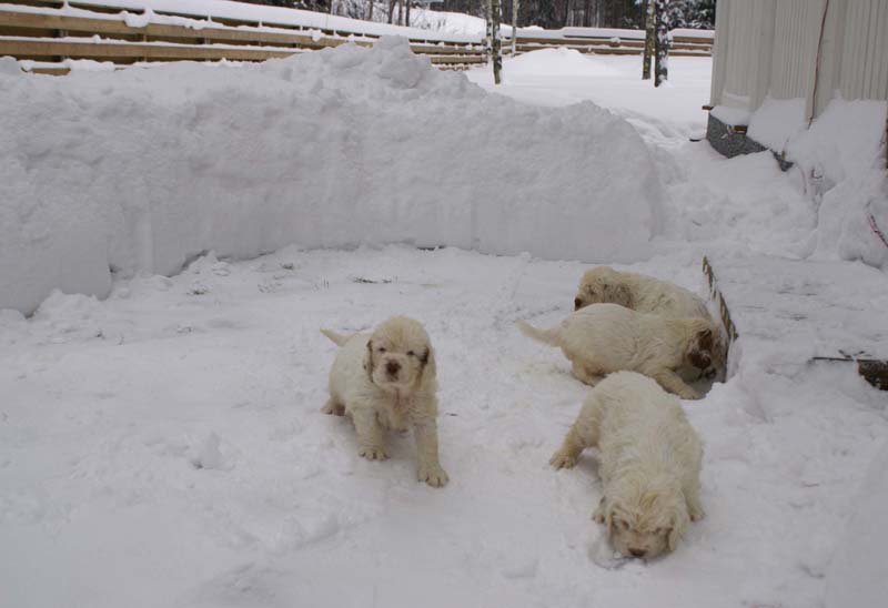 a_Bumbaas_pups_6weeks_b