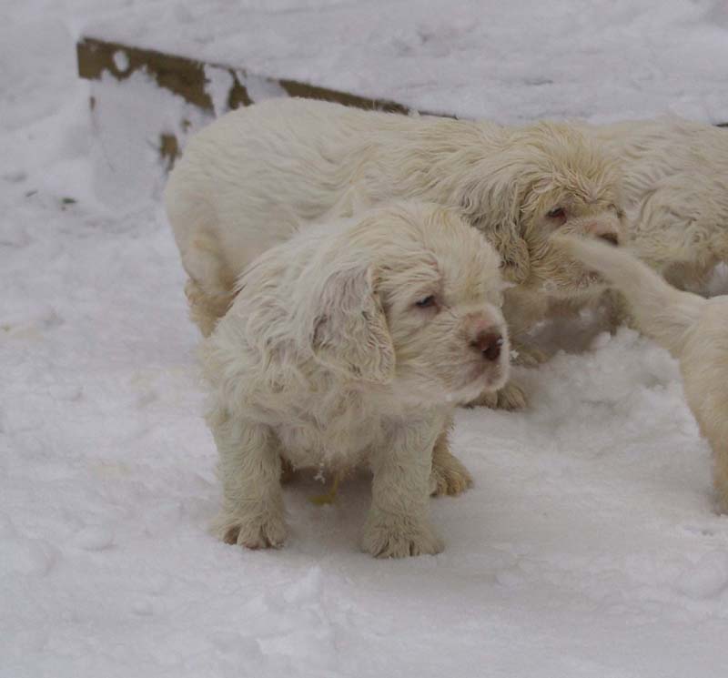 a_Bumbaas_pups_6weeks_c