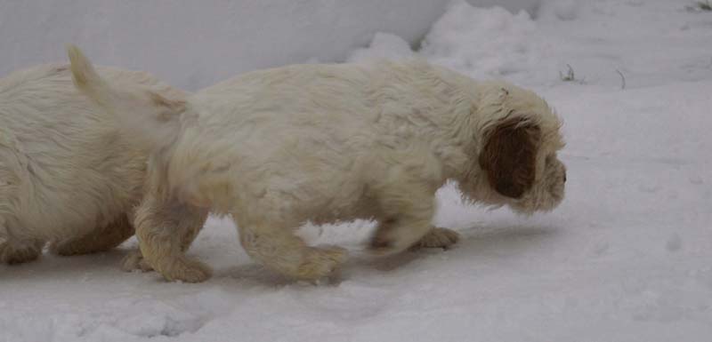 a_Bumbaas_pups_6weeks_d