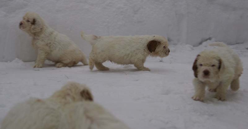 a_Bumbaas_pups_6weeks_f