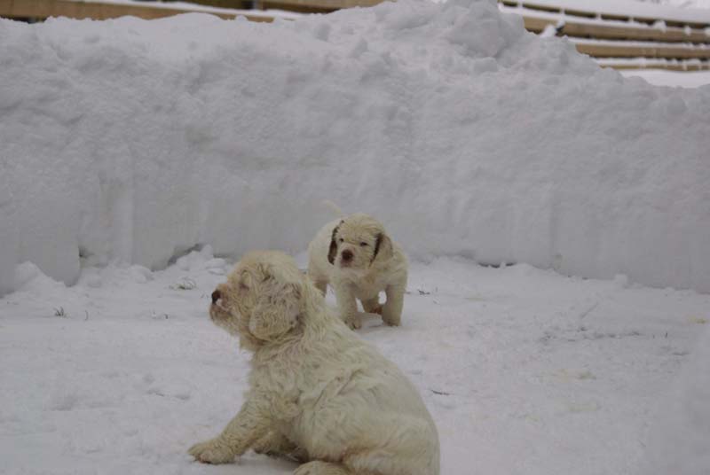 a_Bumbaas_pups_6weeks_g