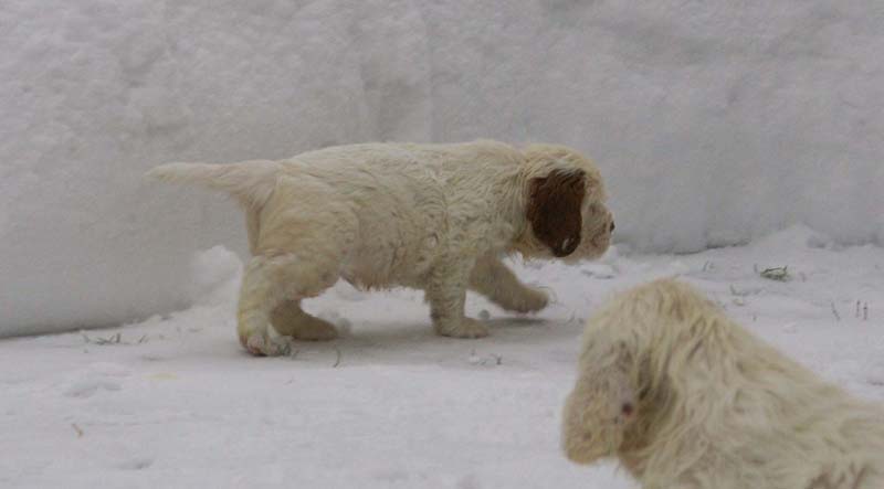a_Bumbaas_pups_6weeks_h