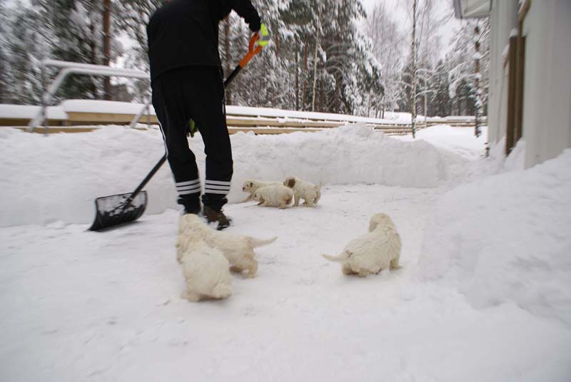 a_Bumbaas_pups_6weeks_i
