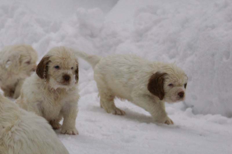 a_Bumbaas_pups_6weeks_j