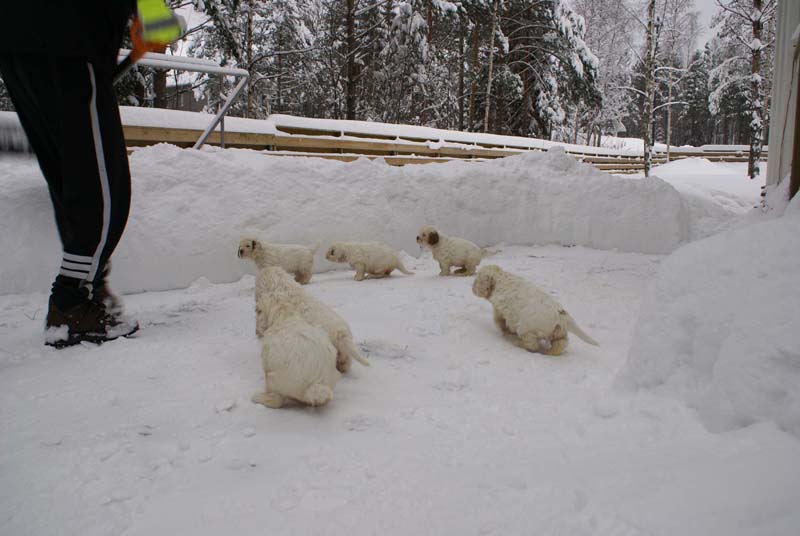 a_Bumbaas_pups_6weeks_k