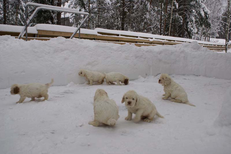 a_Bumbaas_pups_6weeks_l