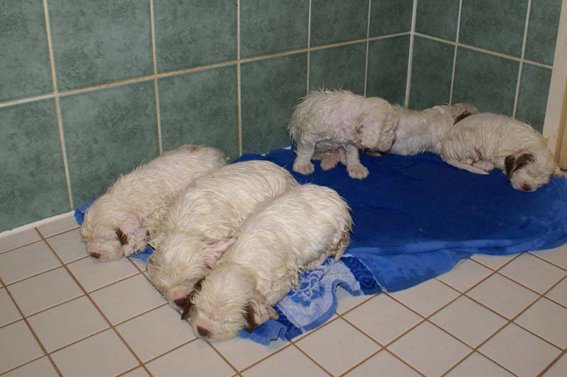 a_Bumbaas_pups_6weeks_n