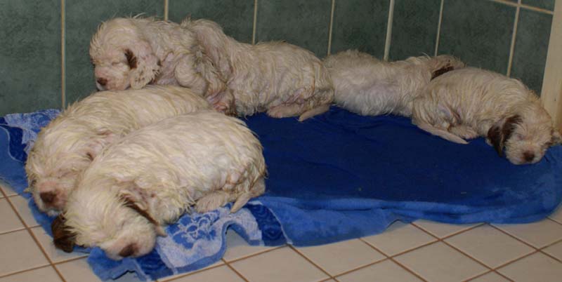 a_Bumbaas_pups_6weeks_p