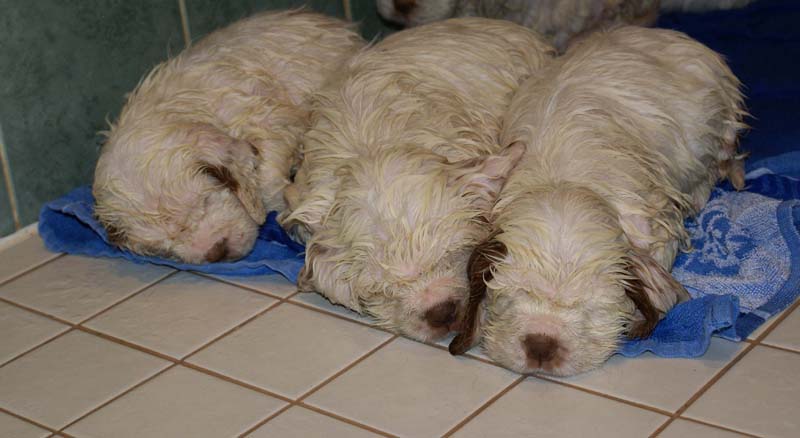 a_Bumbaas_pups_6weeks_q