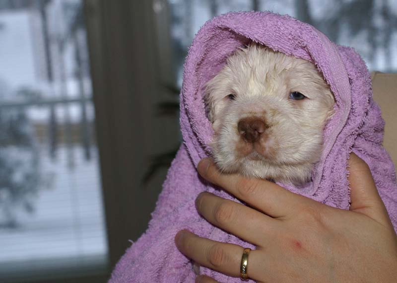 a_Bumbaas_pups_6weeks_s