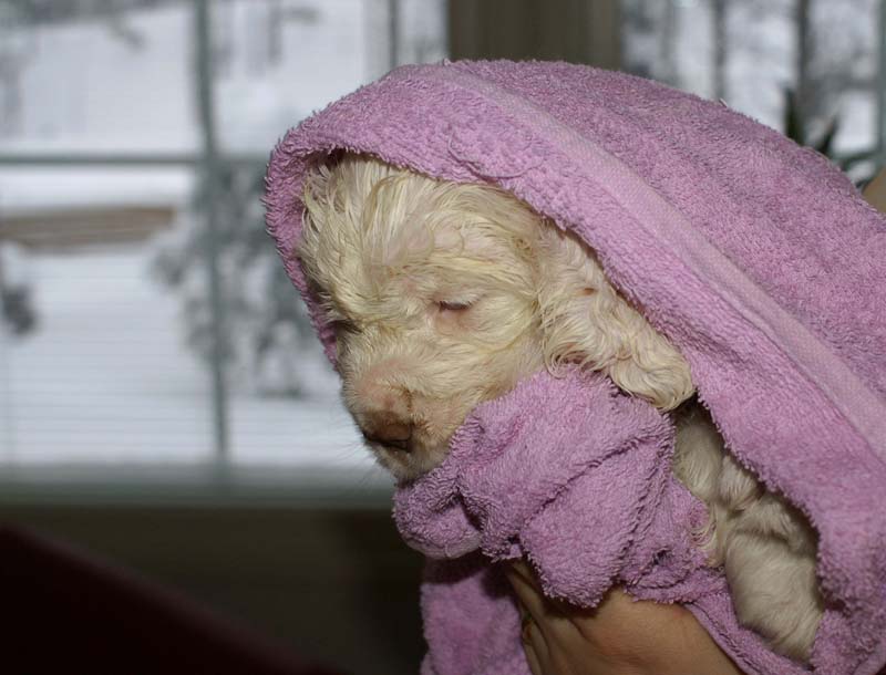 a_Bumbaas_pups_6weeks_t