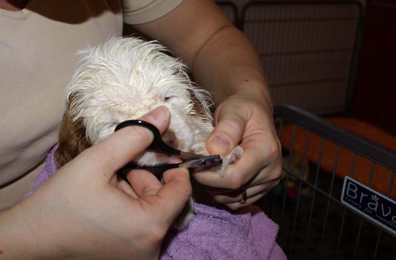 a_Bumbaas_pups_6weeks_u