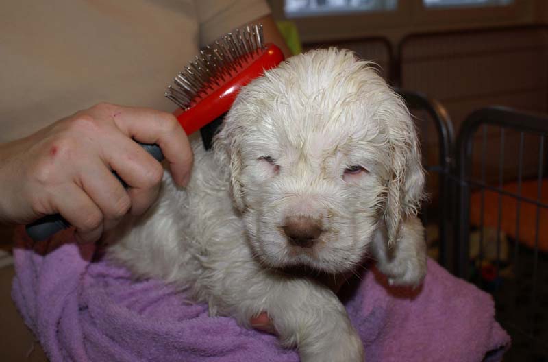 a_Bumbaas_pups_6weeks_w