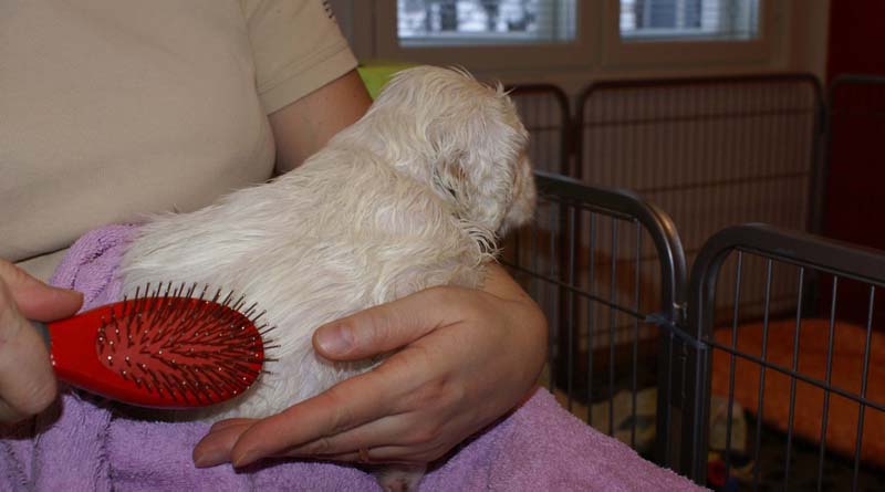 a_Bumbaas_pups_6weeks_x