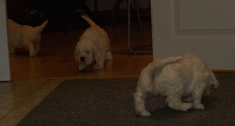 a_Bumbaas_pups_6weeks_xX