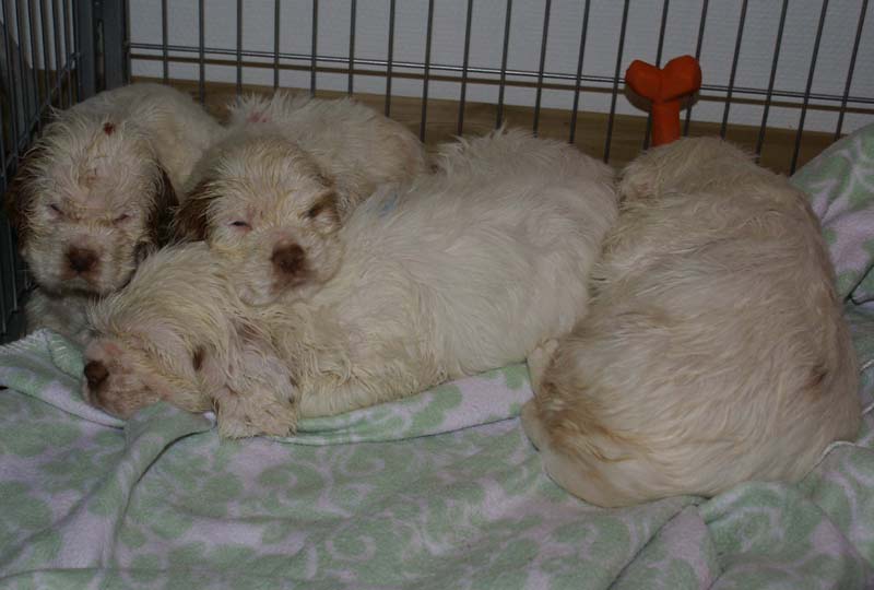 a_Bumbaas_pups_6weeks_y