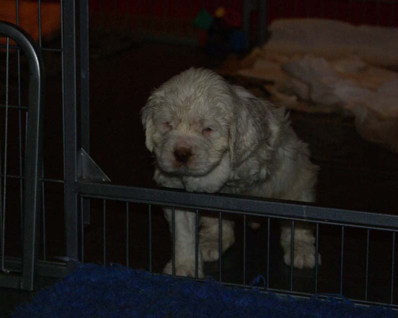 a_Bumbaas_pups_6weeks_yy