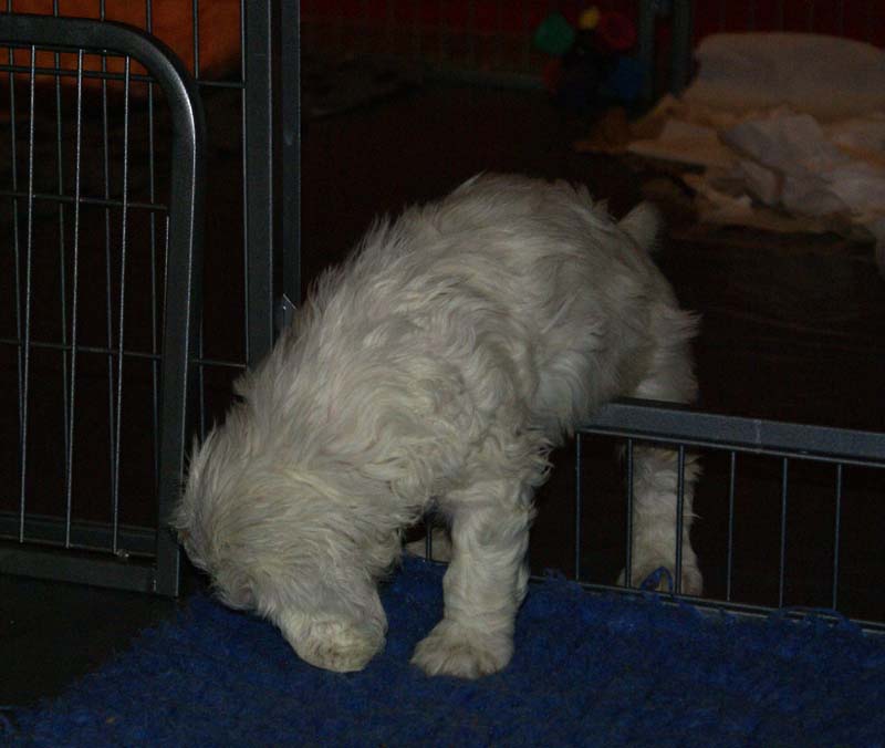 a_Bumbaas_pups_6weeks_yyy