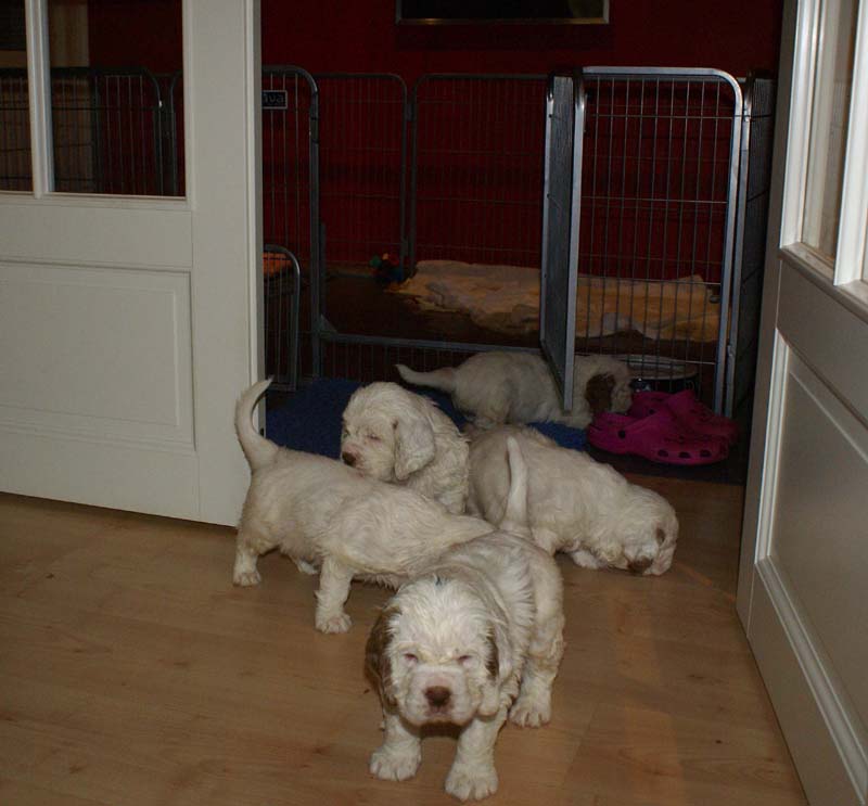 a_Bumbaas_pups_6weeks_zzz