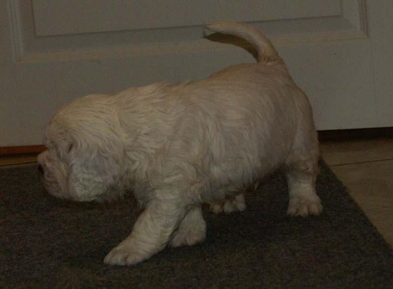 a_Bumbaas_pups_6weeks_zzzZ