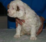 Bumbaa's_Litter_6weeks_Girl_13