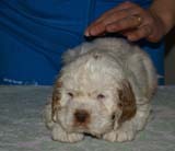 Bumbaa's_litter_6weeks_Boy_Bronze_2