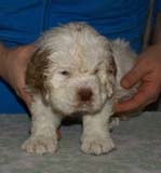 Bumbaa's_litter_6weeks_Boy_Bronze_9