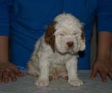 Bumbaa's_litter_6weeks_Boy_Green_1