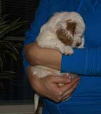 Bumbaa's_litter_6weeks_Boy_Pink_2