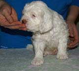 Bumbaa's_litter_6weeks_Boy_Yellow_1