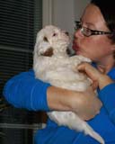 Bumbaa's_litter_6weeks_Girl_1