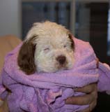 a_Bumbaas_pups_6weeks_r