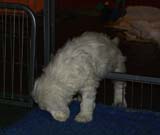 a_Bumbaas_pups_6weeks_yyy