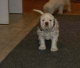 a_Bumbaas_pups_6weeks_z