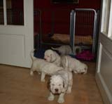 a_Bumbaas_pups_6weeks_zzz